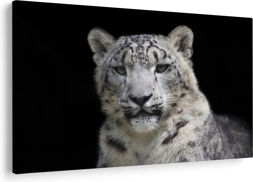 Obraz - Leopard snežný (90x60 cm)