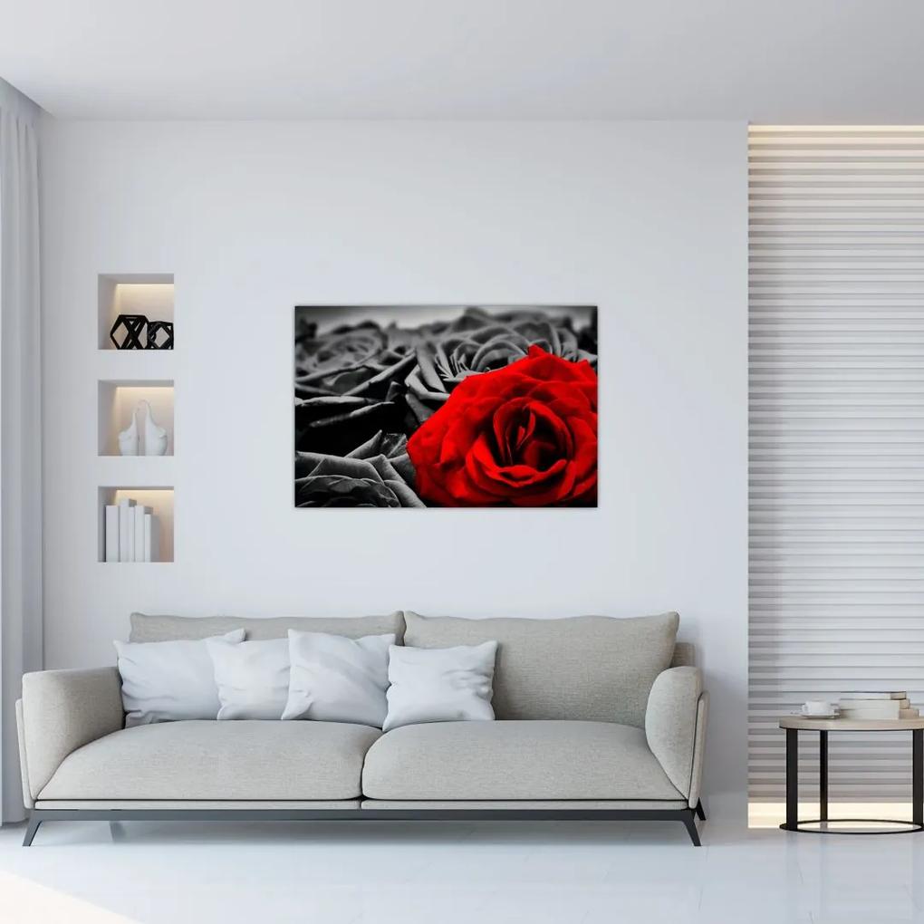 Obraz - Kvety ruží (90x60 cm)