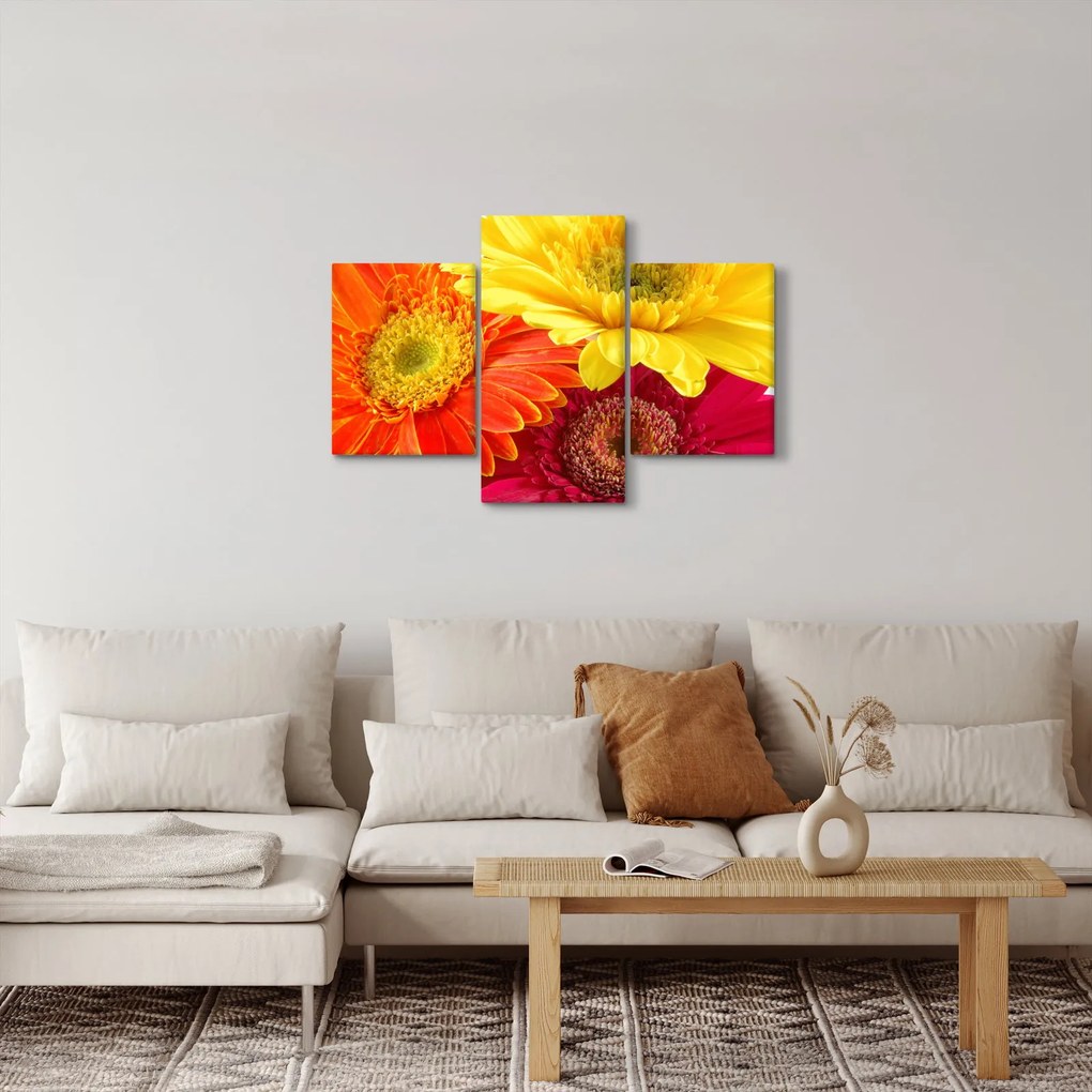 Obraz - Kvety Gerbery (90x60 cm)