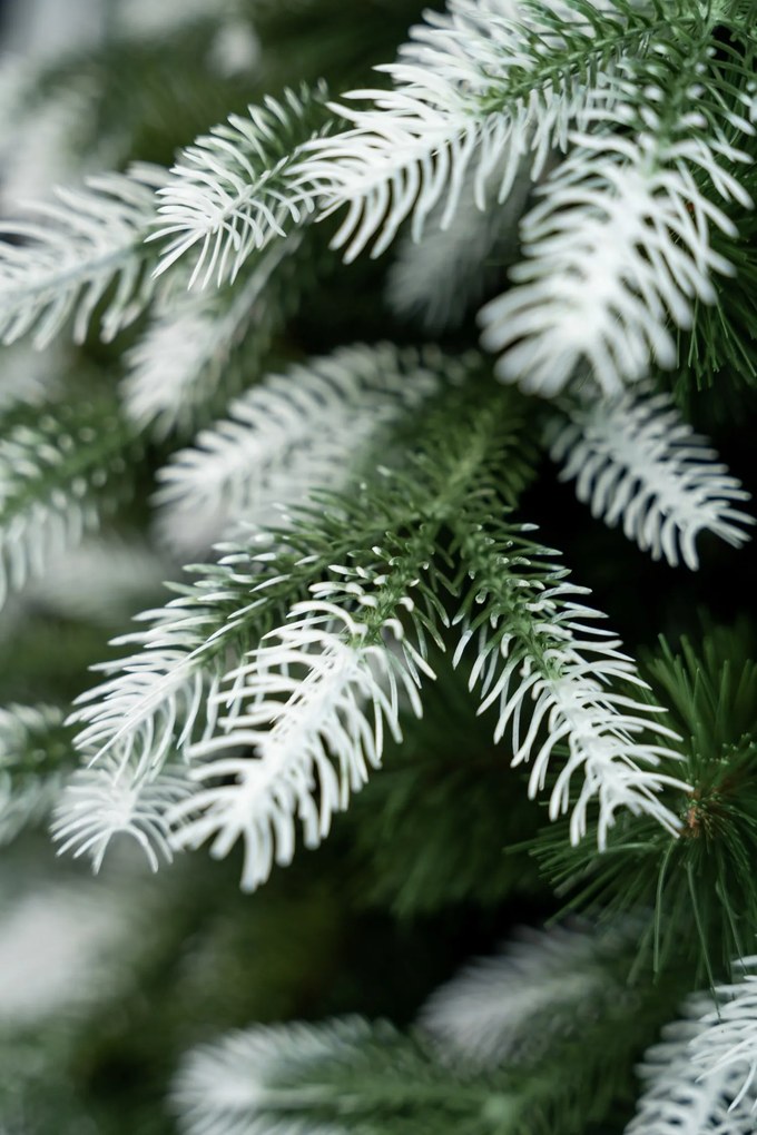 Borovica kanadská 3D- 210cm