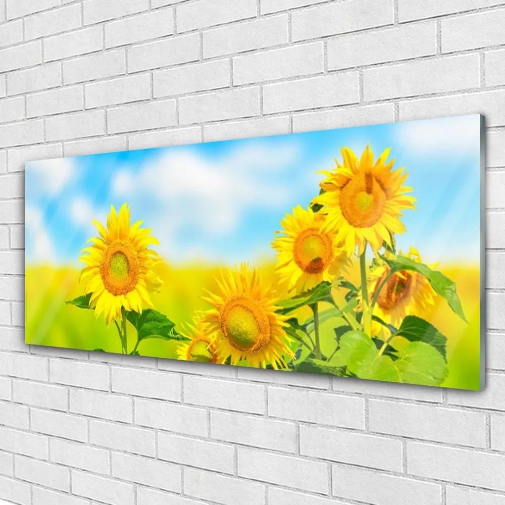 Obraz plexi Slnečnica kvety príroda 125x50 cm