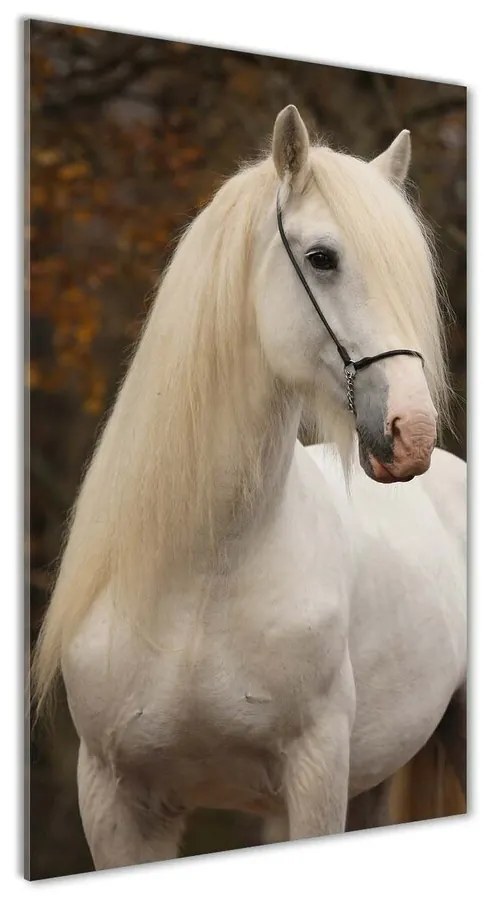 Foto obraz akrylový na stenu Biely kôň pl-oa-70x140-f-20279247