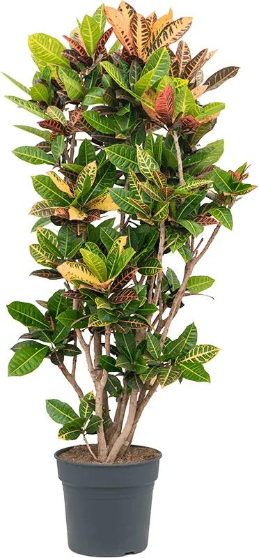 Croton (codiaeum) petra Branched Pots. 34 cm v.170 cm
