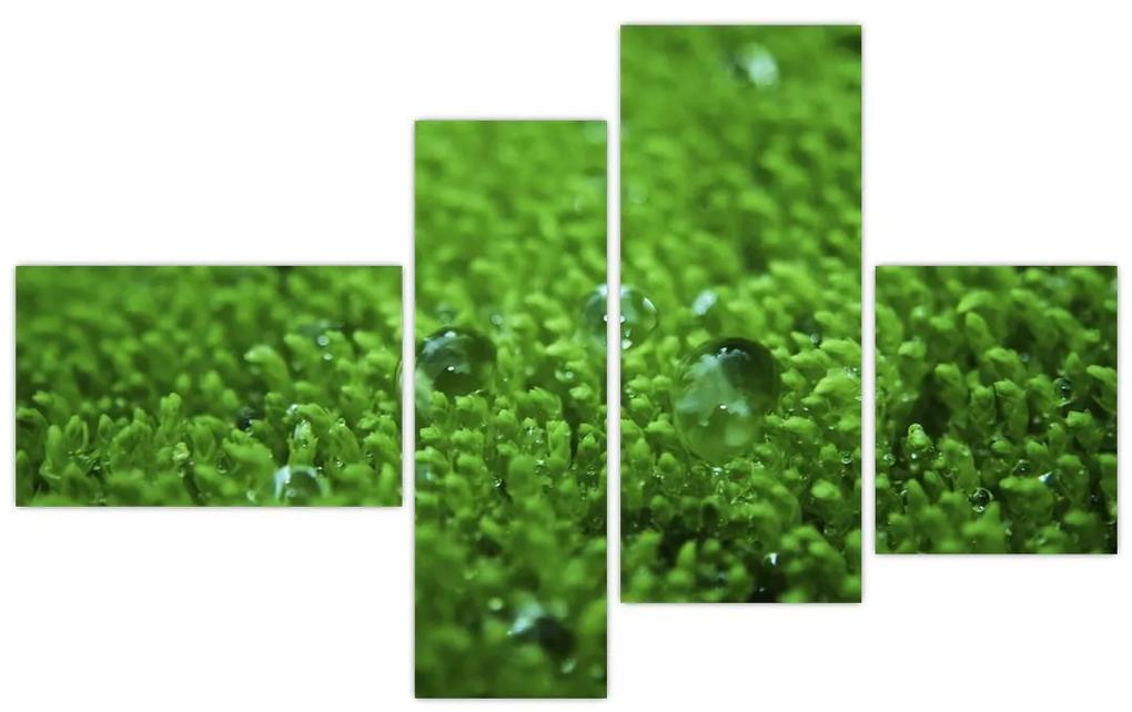 Detail trávy - obraz