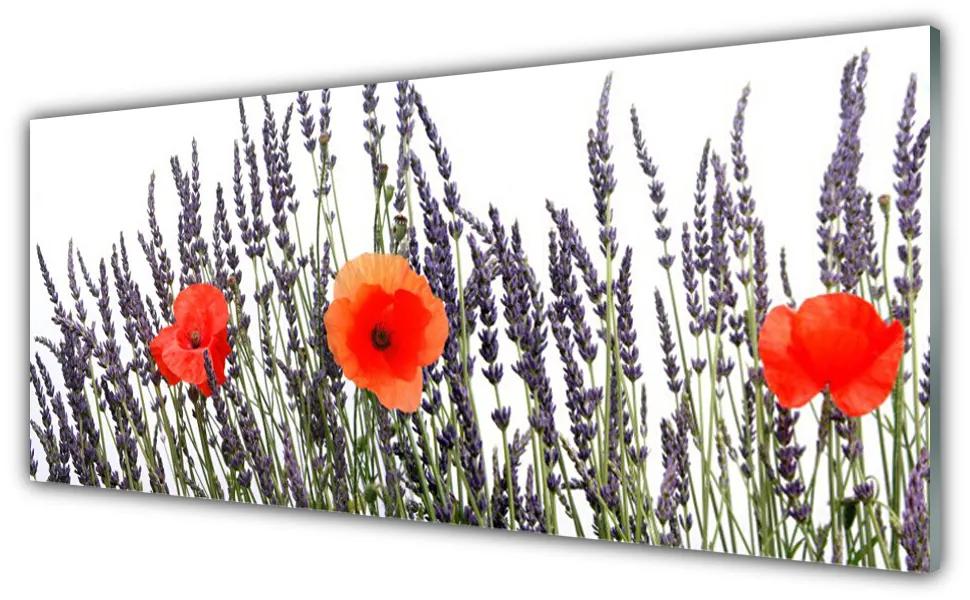 Obraz plexi Kvety maky pole trávy 125x50 cm