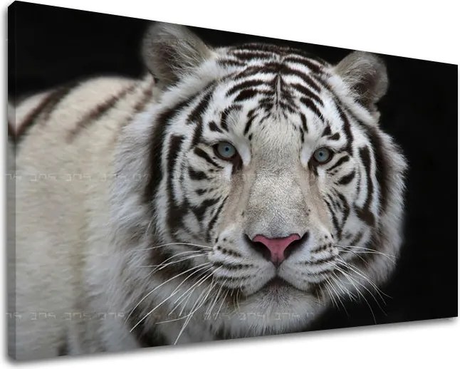 Obraz na stenu ZVIERATÁ ZV012E11