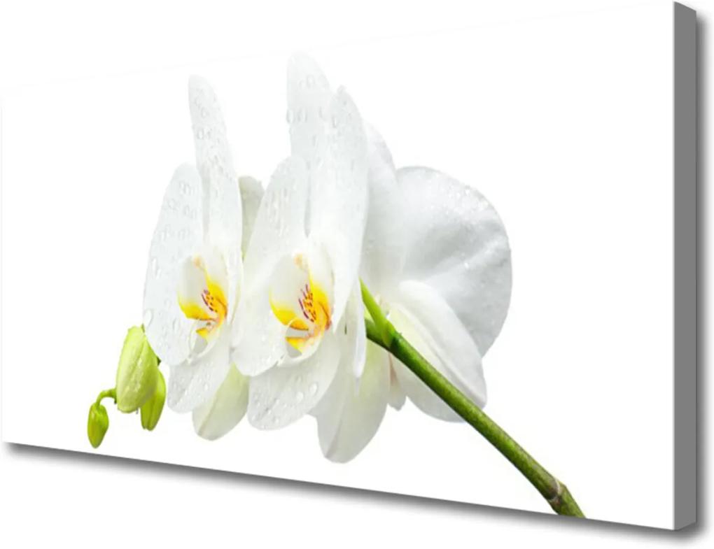 Obraz Canvas Plátky Kvet Bíla Orchidea