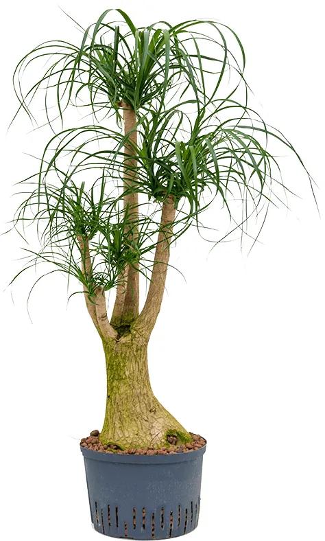 Beaucarnea recurvata Branched 28/19 v. 130 cm