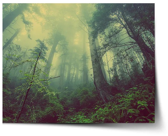 Sablio Plagát Temný les - 120x80 cm