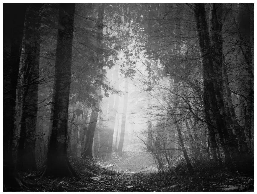 Artgeist Fototapeta - Forest of shadows Veľkosť: 196x154, Verzia: Samolepiaca