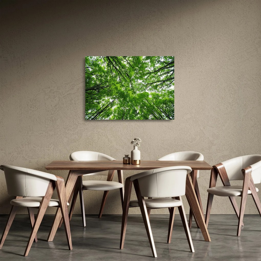 Sklenený obraz - Pohľad do korún stromov (70x50 cm)