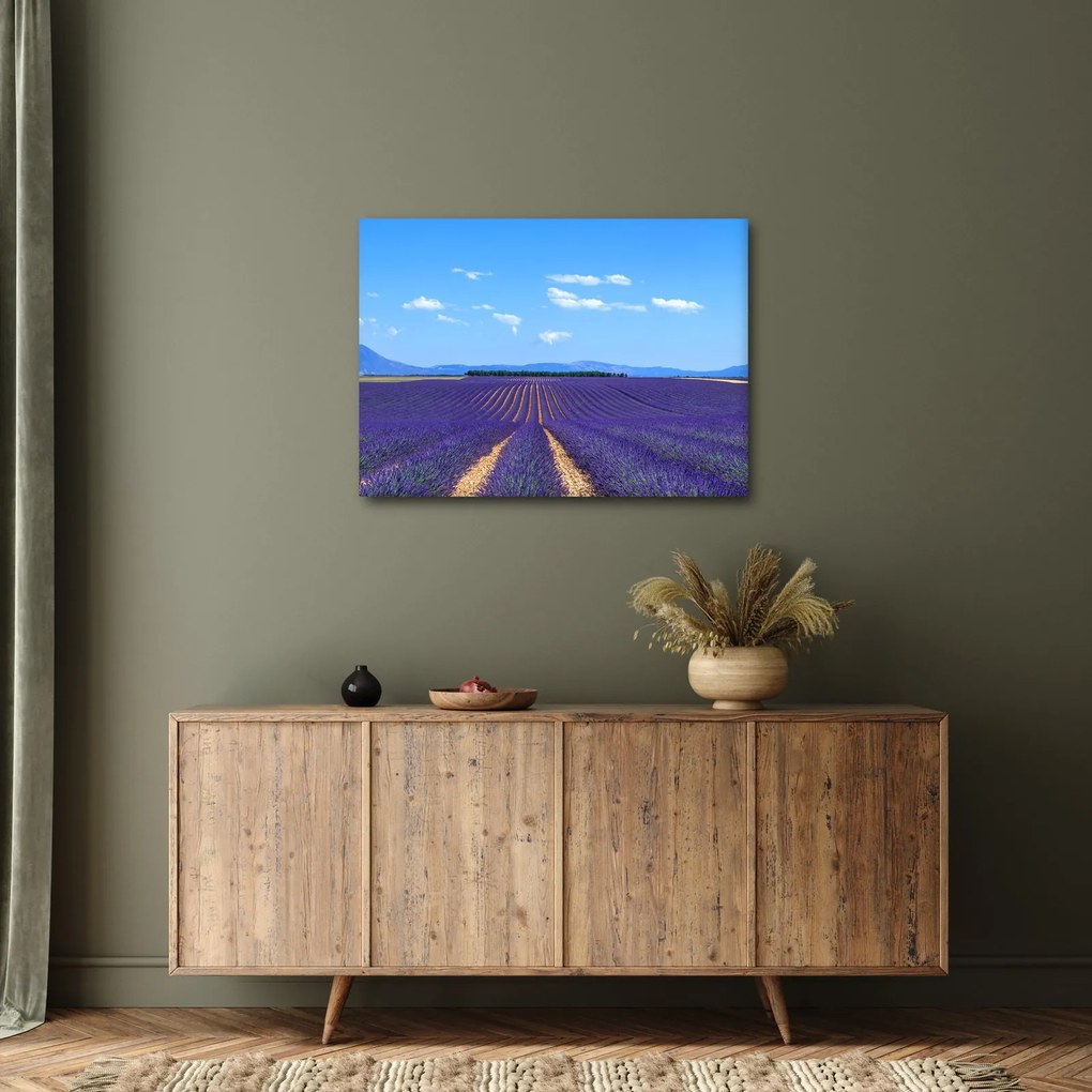 Obraz - Levanduľové pole (70x50 cm)