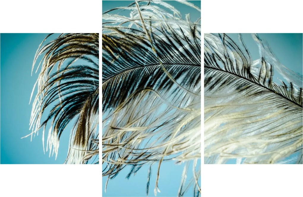 Obraz pierka (90x60 cm)