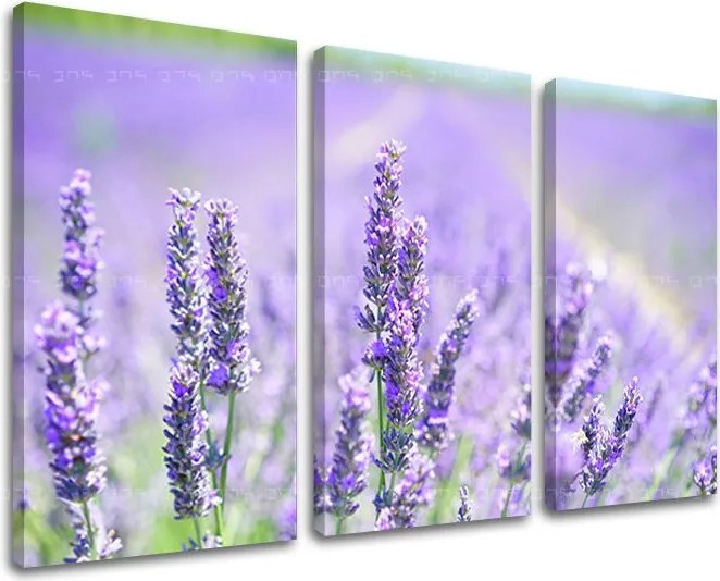 Obraz na stenu 3 dielny KVETY KV092E30 - 90x60 cm