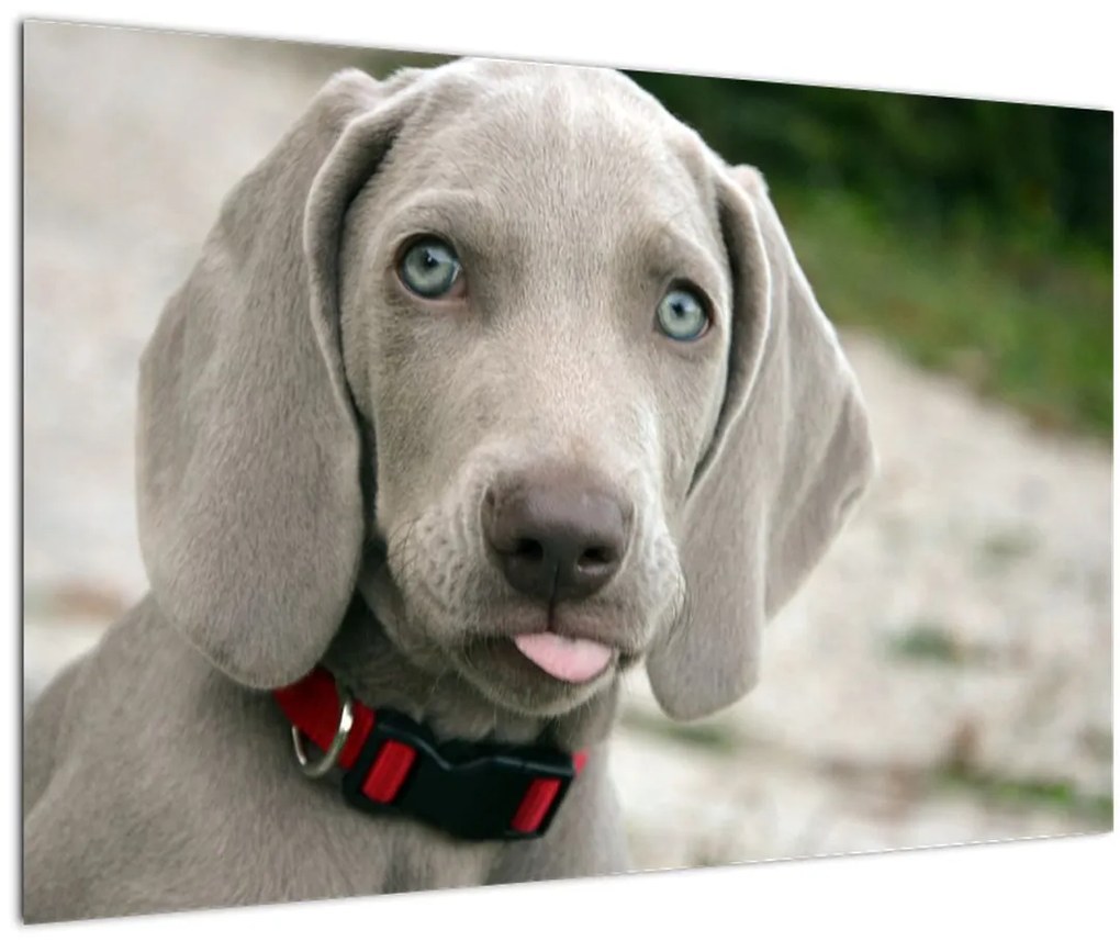Obraz - šteňa weimarský stavač (90x60 cm)