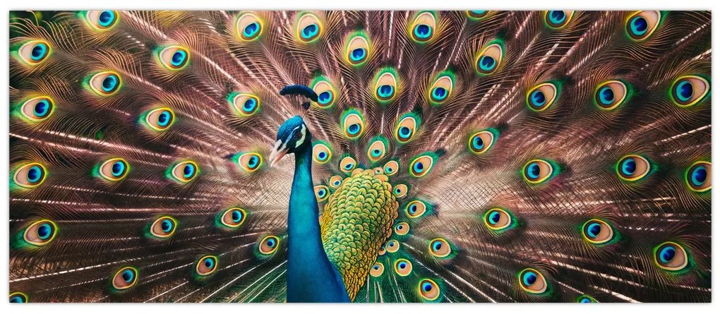Obraz - Páv (120x50 cm)