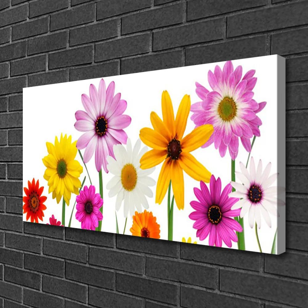 Obraz Canvas Farebné kvety príroda 125x50 cm