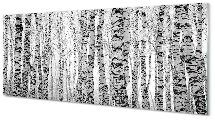 Obraz plexi Čierna a biela breza 120x60 cm
