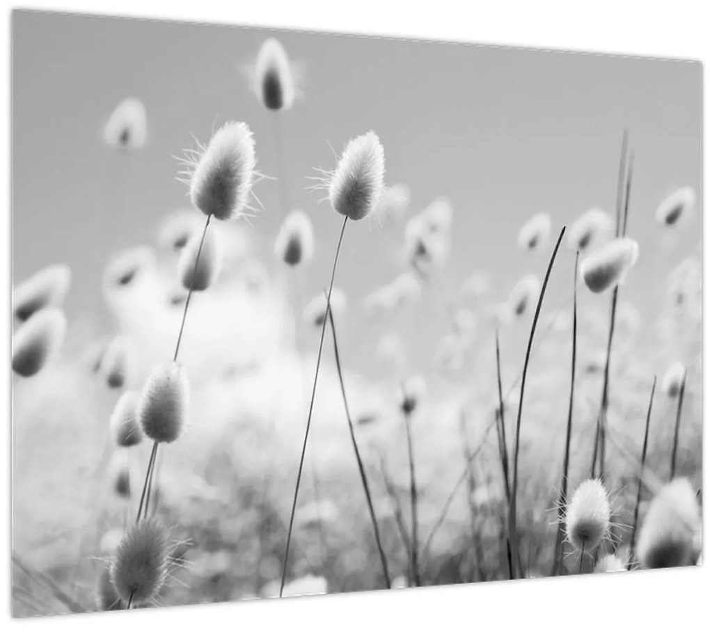 Obraz - Boho bunny tail grass (70x50 cm)