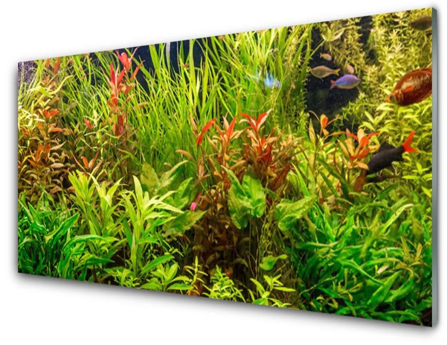 Skleneny obraz Akvárium rybičky rastliny 120x60 cm
