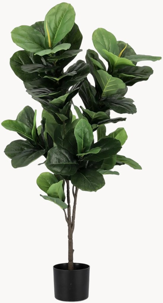 Rastlinná dekorácia Ficus