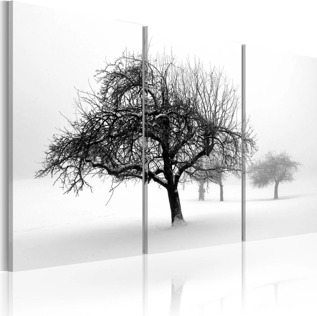 Obraz - Trees submerged in white 60x40