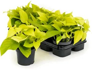 Scindapsus golden pothos 10/tray hanger pots 12 cm v.20cm