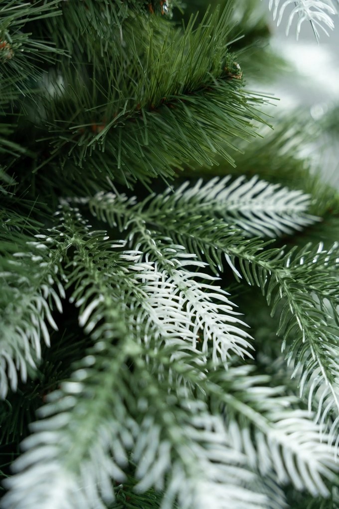 Limpol Vianočný stromček Kanadská biela borovica Výška stromčeka: 210 cm