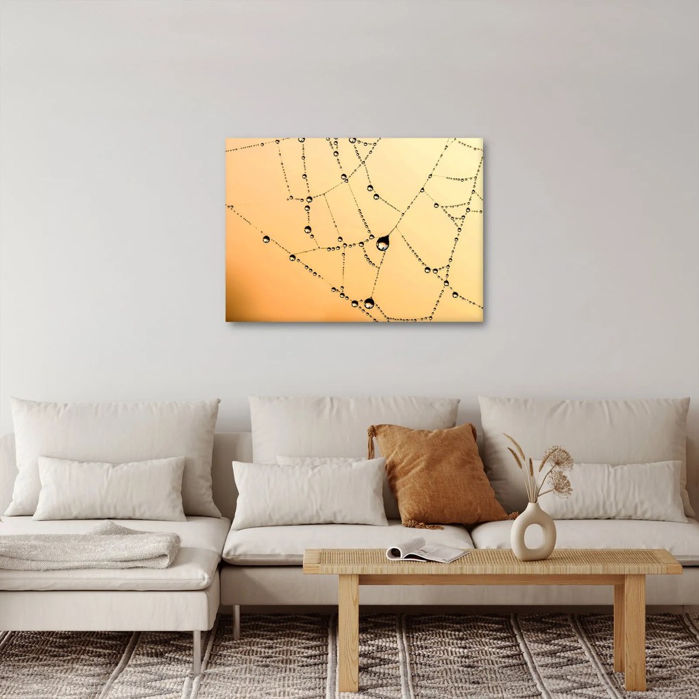 Obraz orosenej pavučiny (70x50 cm)