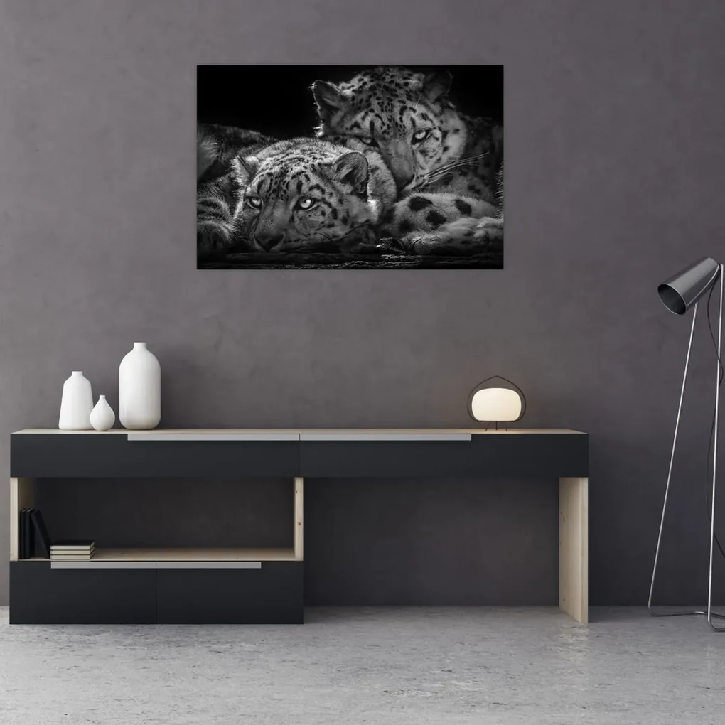 Obraz - Odpočívajúci gepardy (90x60 cm)