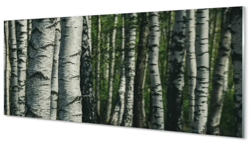 Obraz plexi Brezového lesa 120x60 cm