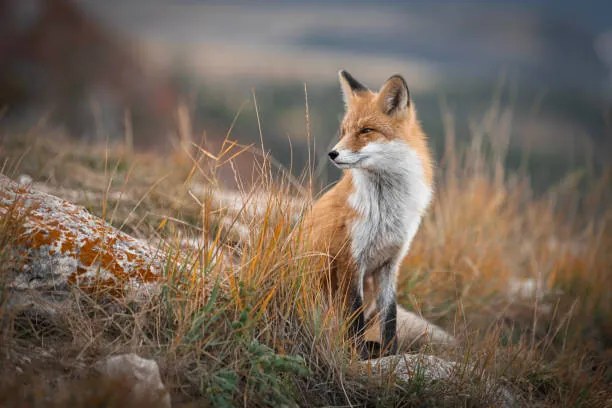 Umelecká fotografie Fox of Baikal,Russia,Full length of red, Roman Bevzenko / 500px, (40 x 26.7 cm)
