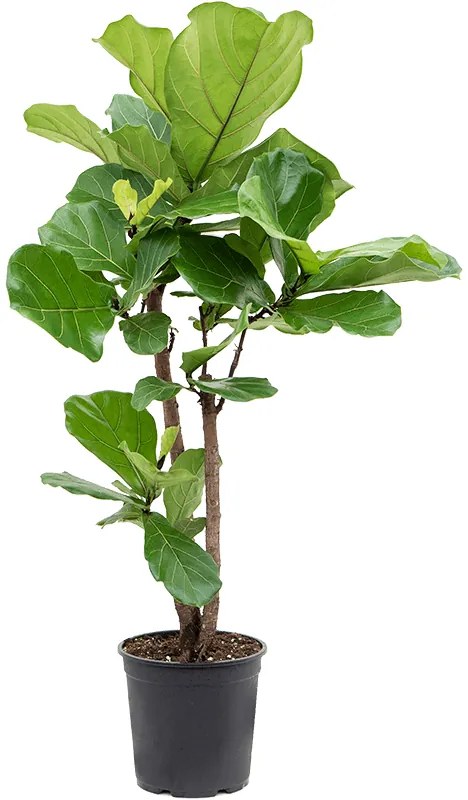 Ficus lyrata Stem (160-180) 45x250 cm