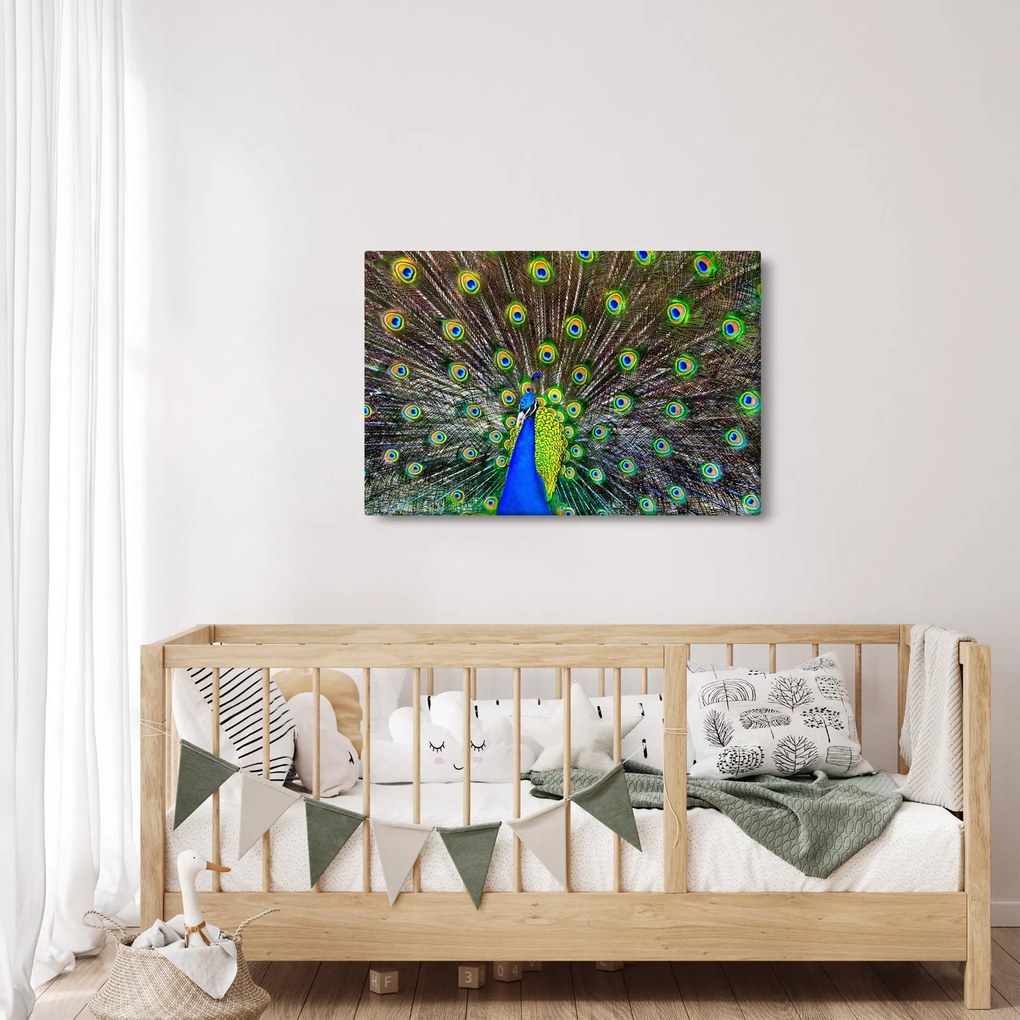 Obraz - Páv (90x60 cm)
