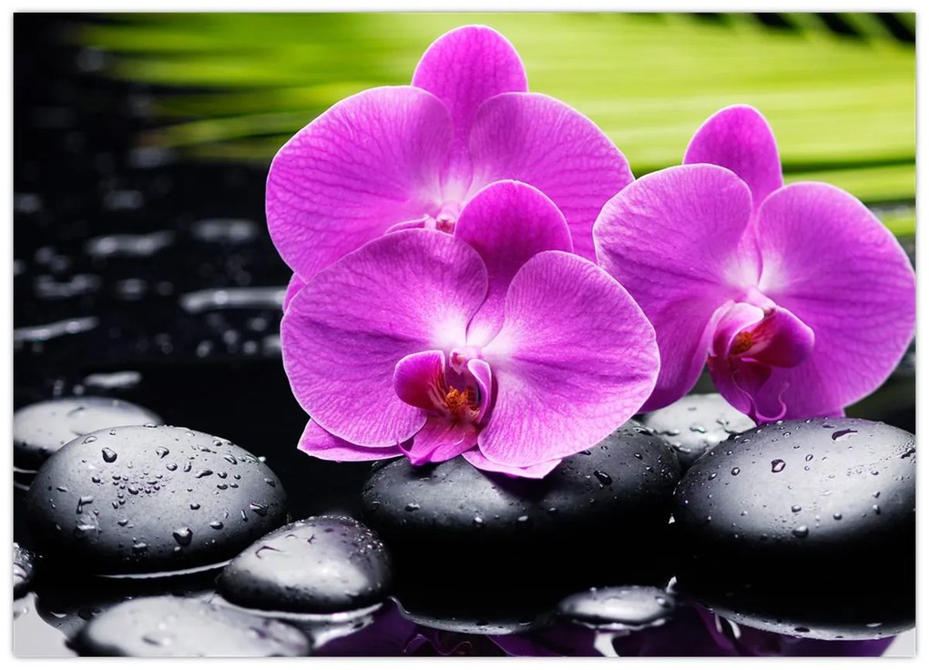 Obraz - Orchidey (70x50 cm)