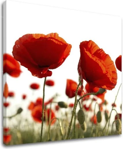 Obraz na stenu KVETY XOBKV118E12 - 30x30 cm