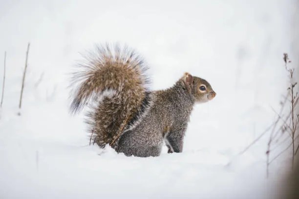 Umelecká fotografie Fluffy friend,Close-up of gray squirrel on, SAMANTHA MEGLIOLI / 500px, (40 x 26.7 cm)