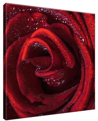 Obraz na plátne Bordová ruža 30x30cm 2047A_1AI