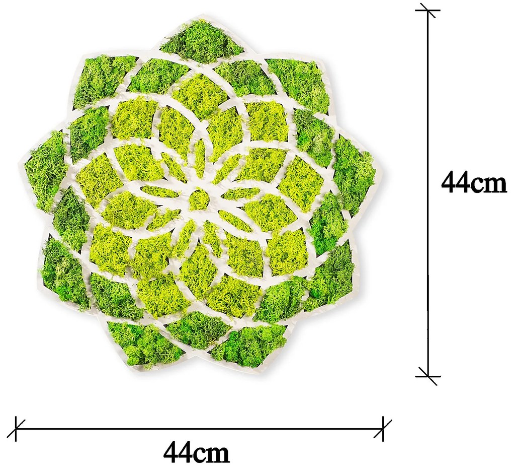 Nástenná MDF dekorácia Sedmokráska zelená