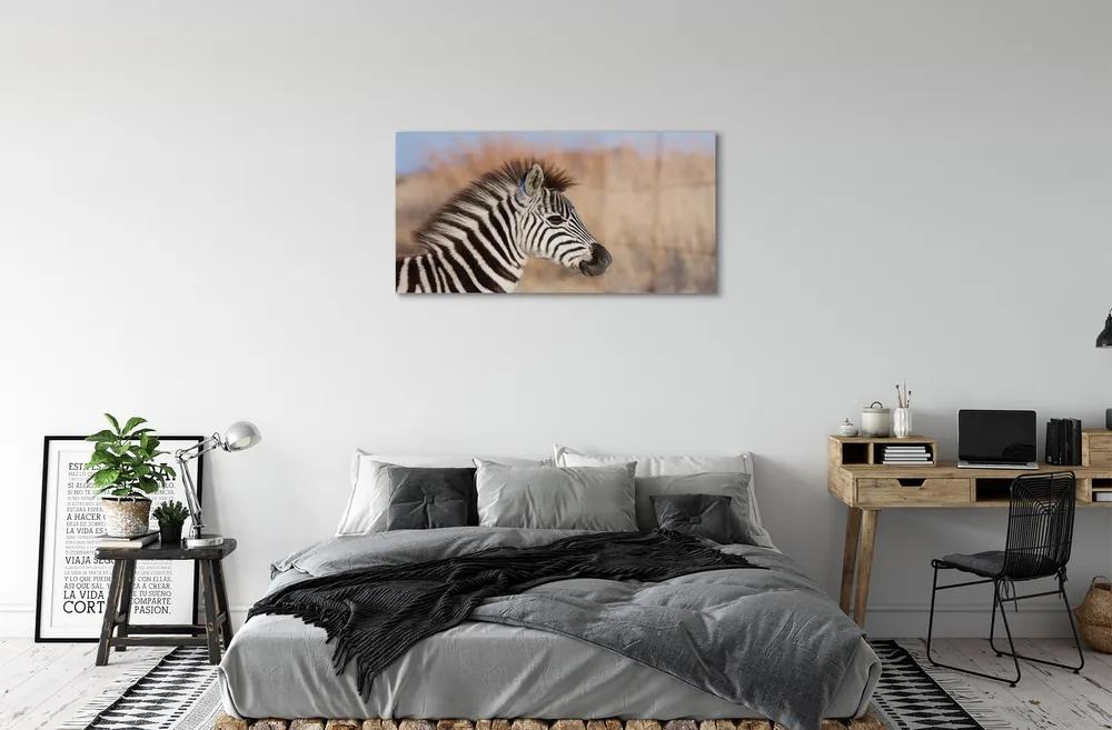 Obraz na akrylátovom skle Zebra 100x50 cm