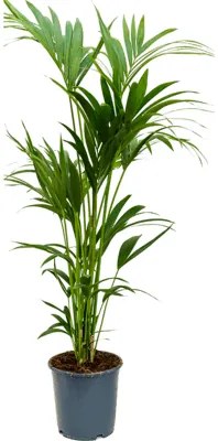 Kentia (Howea) forsteriana Tuft 6pp 24x140 cm