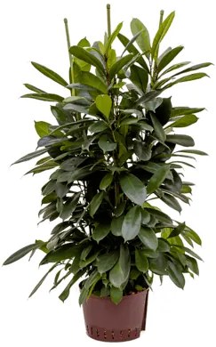 Fikus - Ficus cyathistipula 6pp 28/19 výška 110 cm