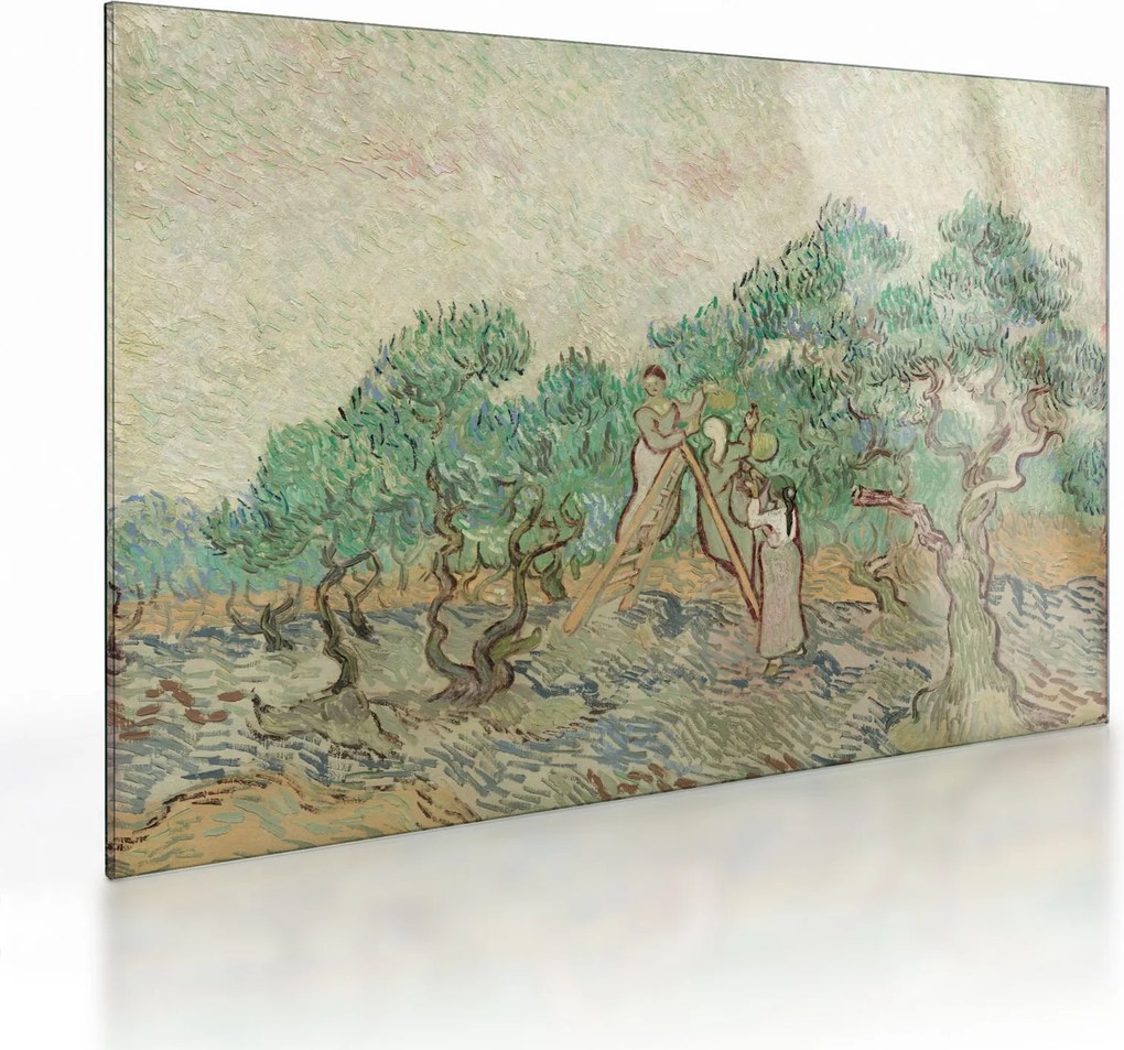 Sklenený obraz - Vincent van Gogh, The Olive Orchard, reprodukcia (70x50 cm)