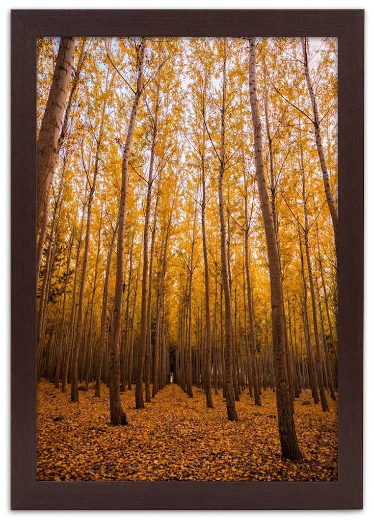 Gario Plagát Zlatý les na jeseň Farba rámu: Čierna, Rozmery: 20 x 30 cm