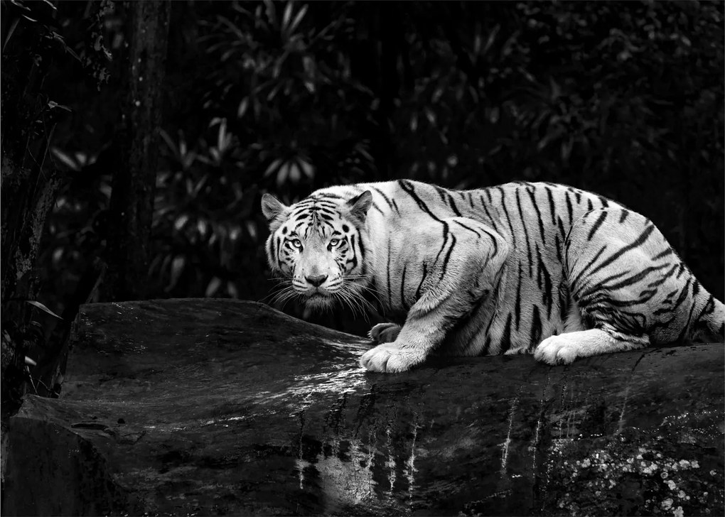 Sklenený obraz - Tiger albín, čiernobiely (70x50 cm)