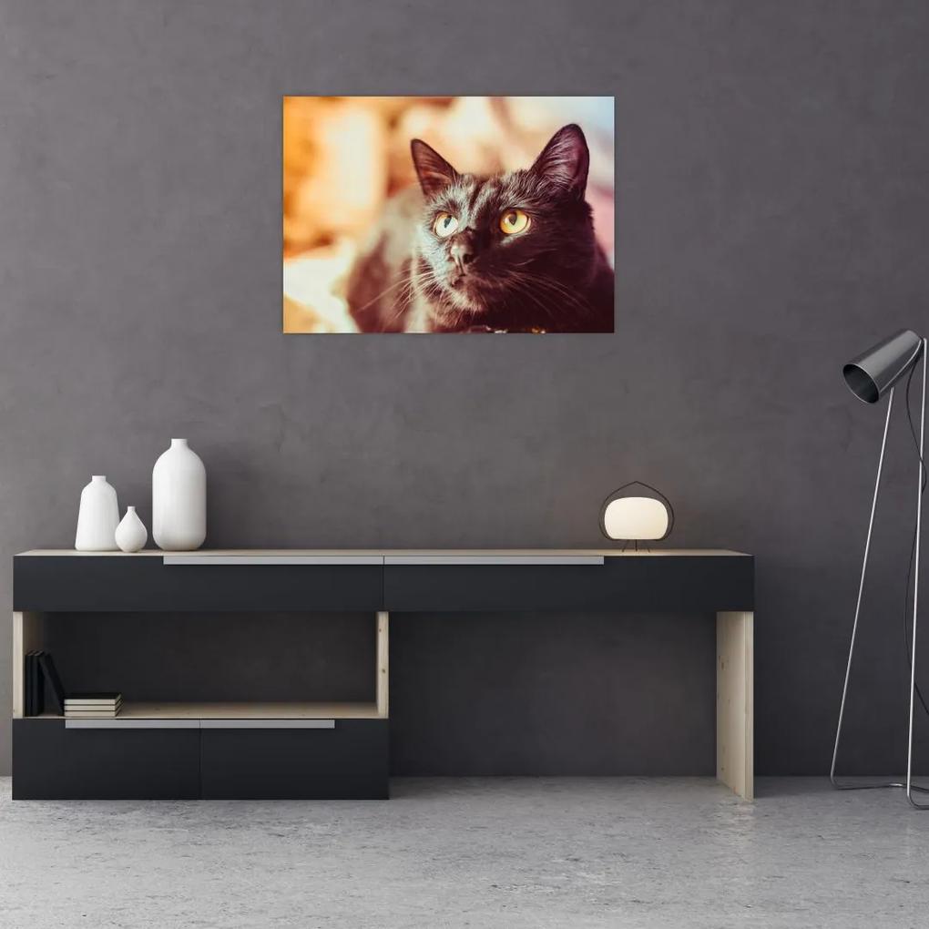 Sklenený obraz čiernej mačky (70x50 cm)