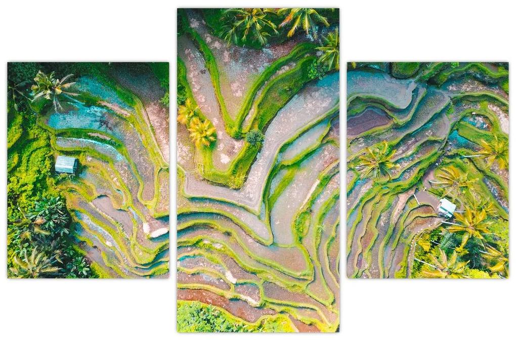 Obraz ryžových polí z vtáčej perspektívy (90x60 cm)