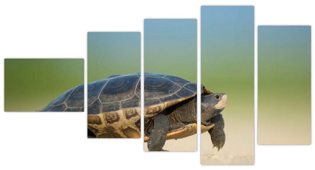 Obraz korytnačky - moderné obrazy