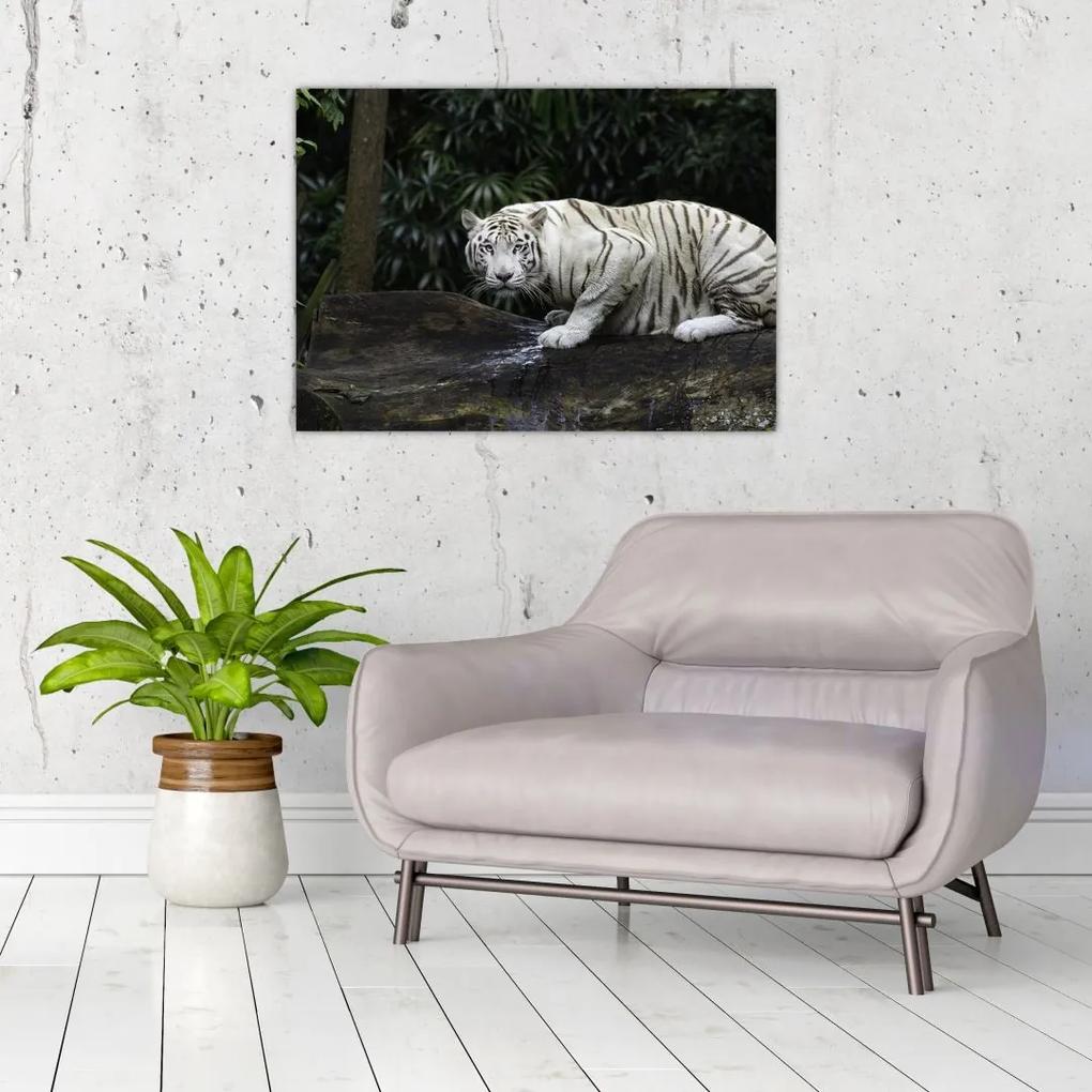 Sklenený obraz - Tiger albín (70x50 cm)