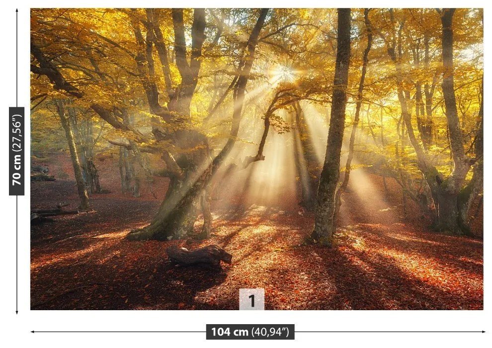 Fototapeta Vliesová Kúzelný les 104x70 cm